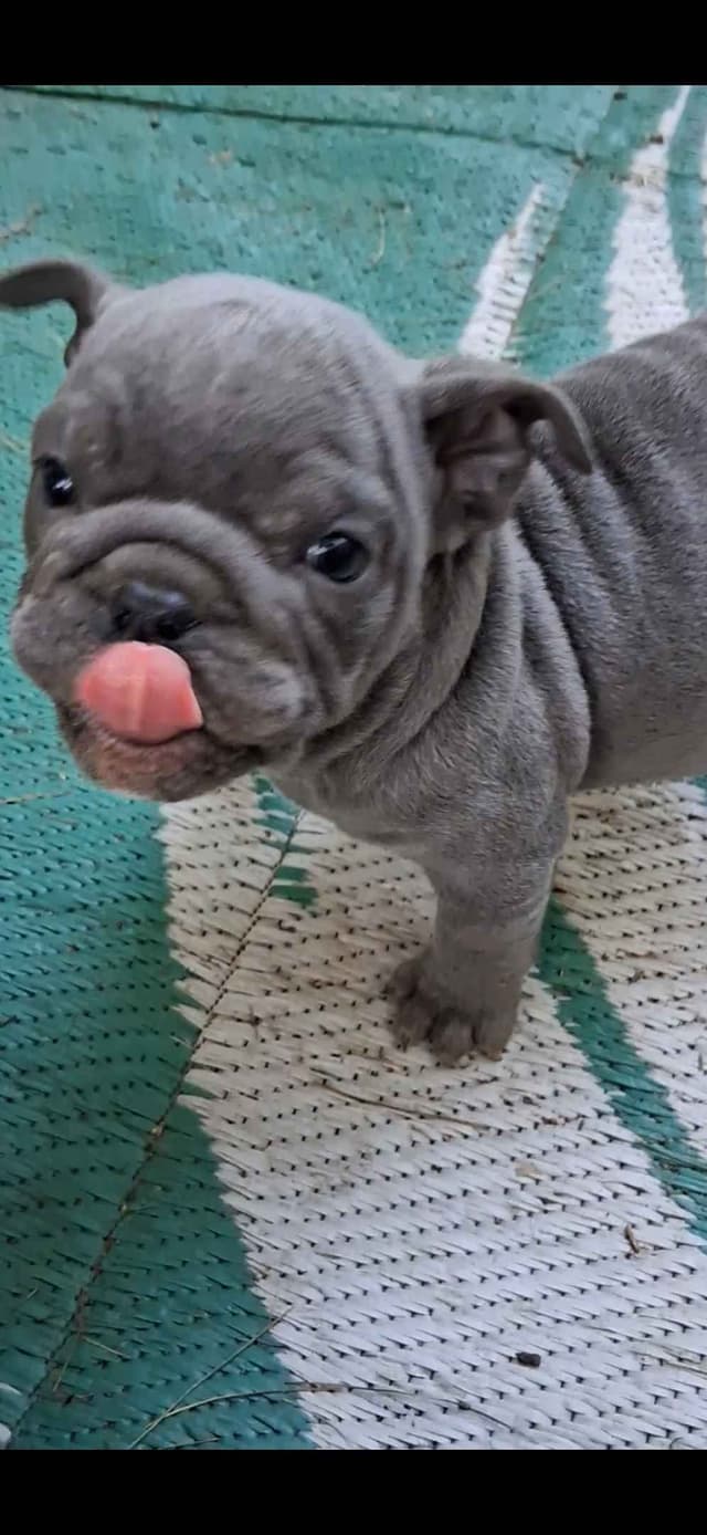 Phenomenal Bulldog Puppies for sale media 21