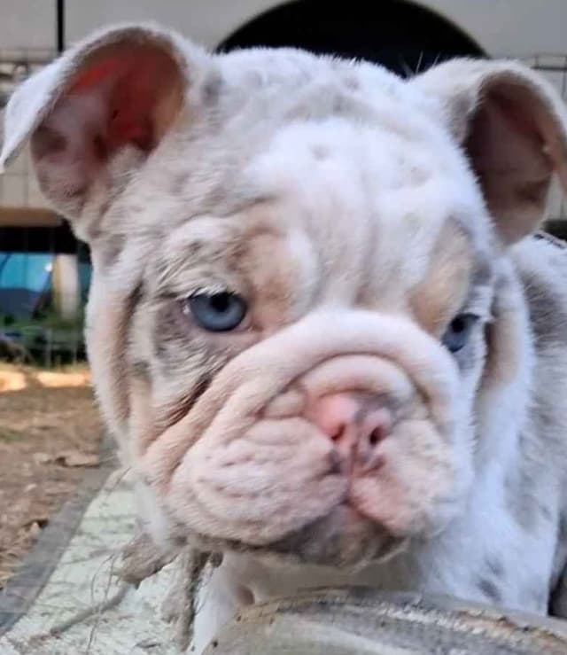 Phenomenal Bulldog Puppies for sale media 8