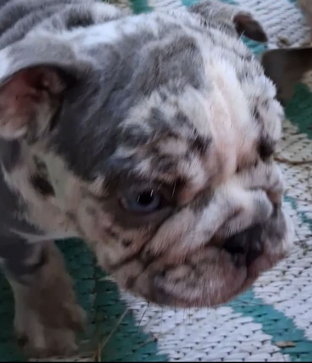 Phenomenal Bulldog Puppies for sale media 11