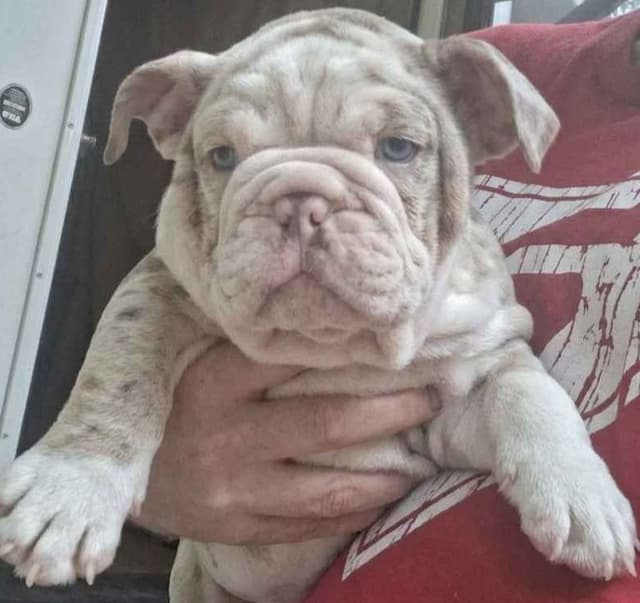 Phenomenal Bulldog Puppies for sale media 18