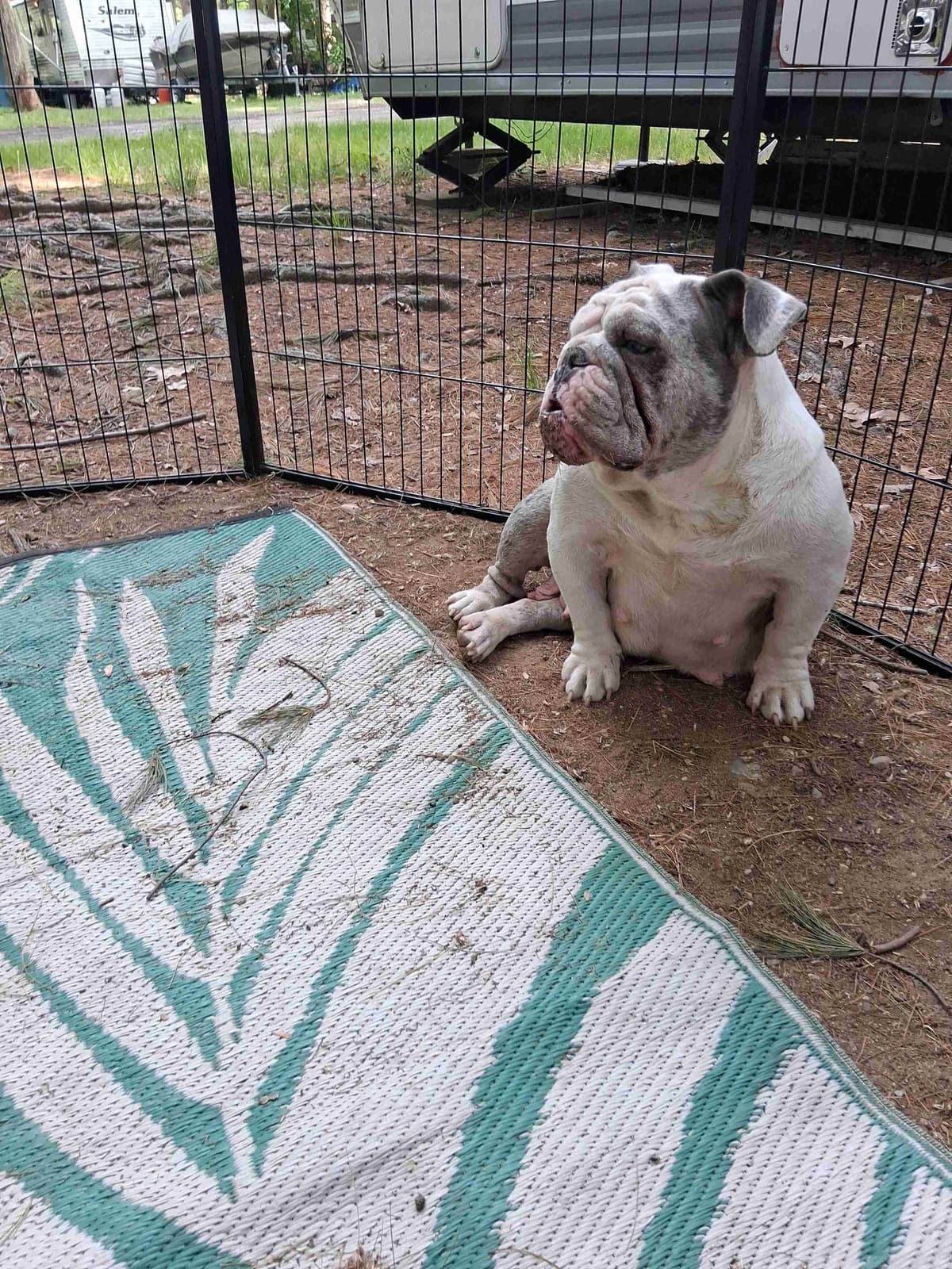 Phenomenal Bulldog Puppies for sale breeder image 1