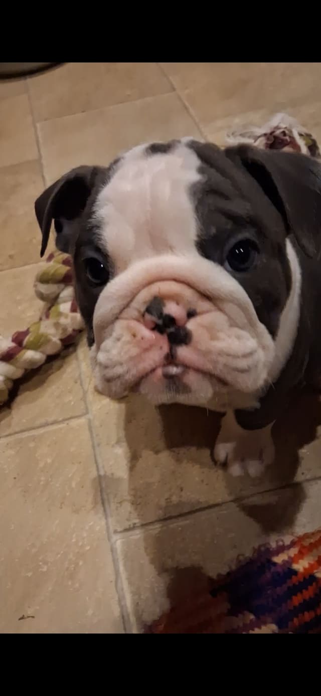 Phenomenal Bulldog Puppies for sale media 17