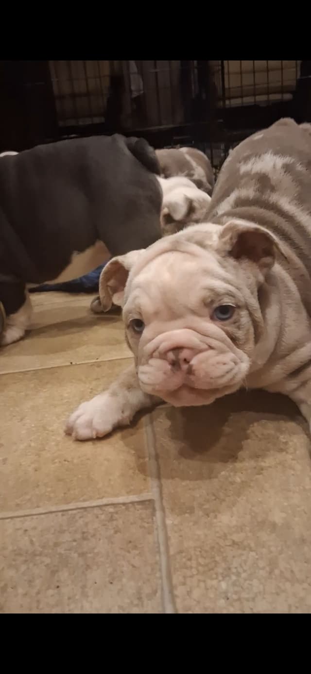 Phenomenal Bulldog Puppies for sale media 20
