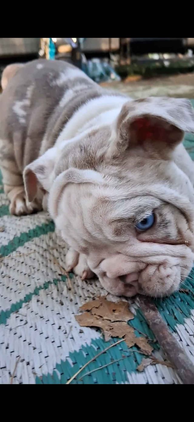 Phenomenal Bulldog Puppies for sale media 19