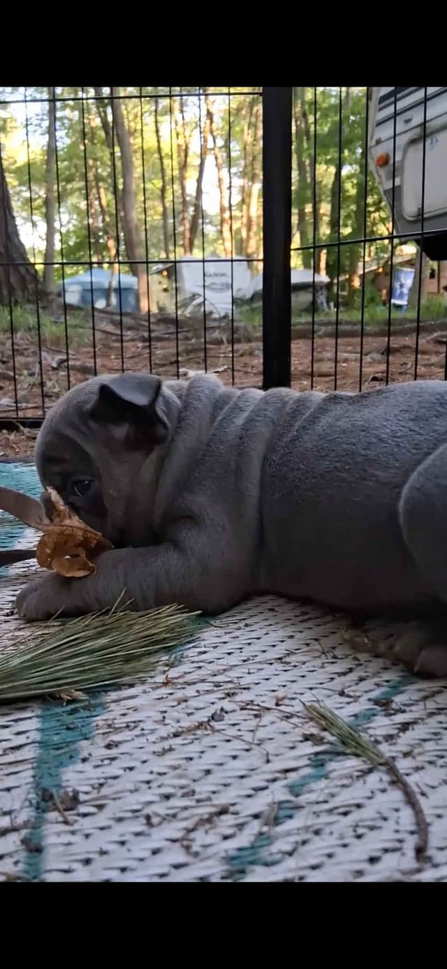 Phenomenal Bulldog Puppies for sale media 22