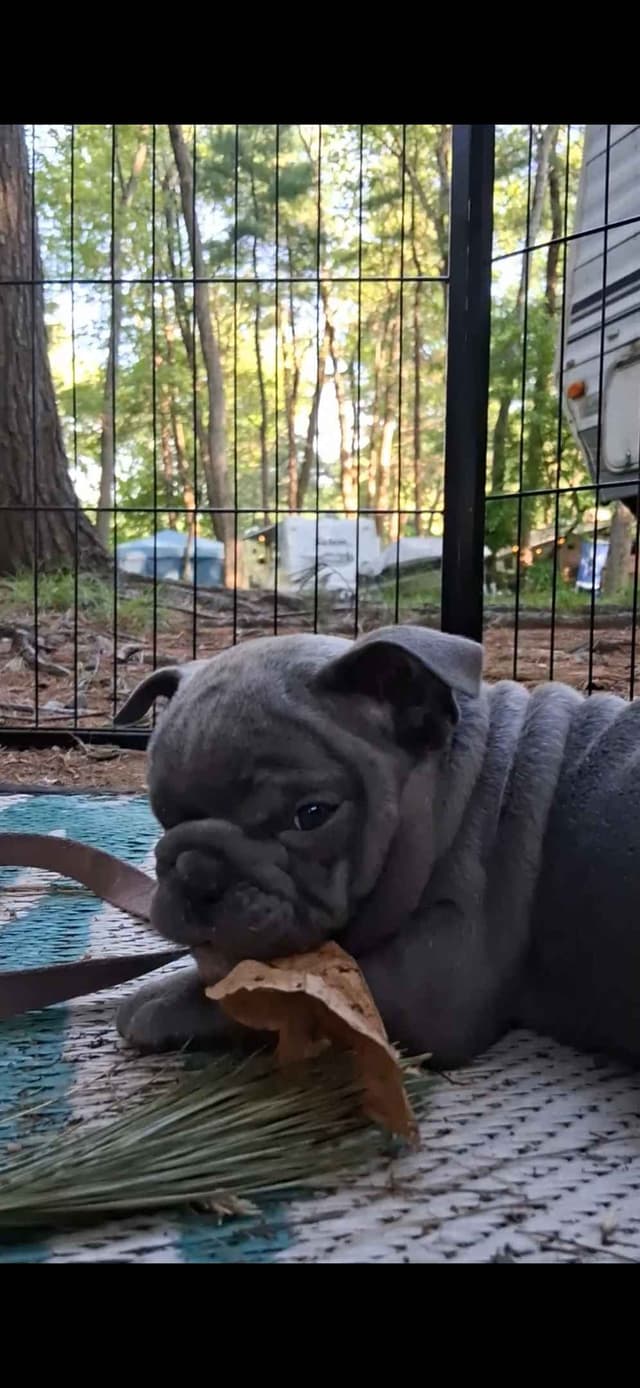 Phenomenal Bulldog Puppies for sale media 24