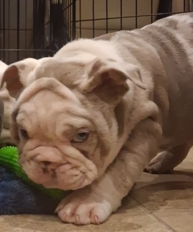 Phenomenal Bulldog Puppies for sale media 7