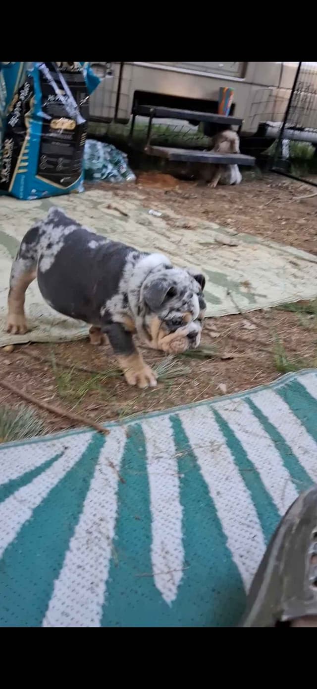 Phenomenal Bulldog Puppies for sale media 15