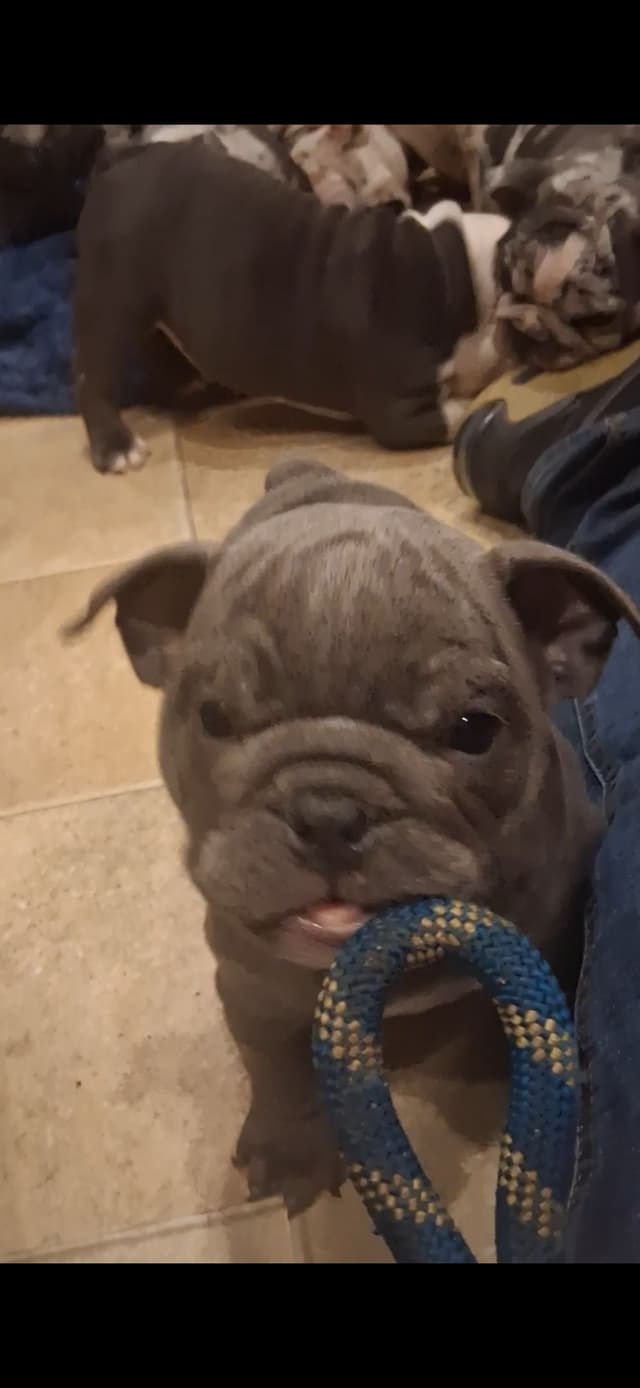 Phenomenal Bulldog Puppies for sale media 23