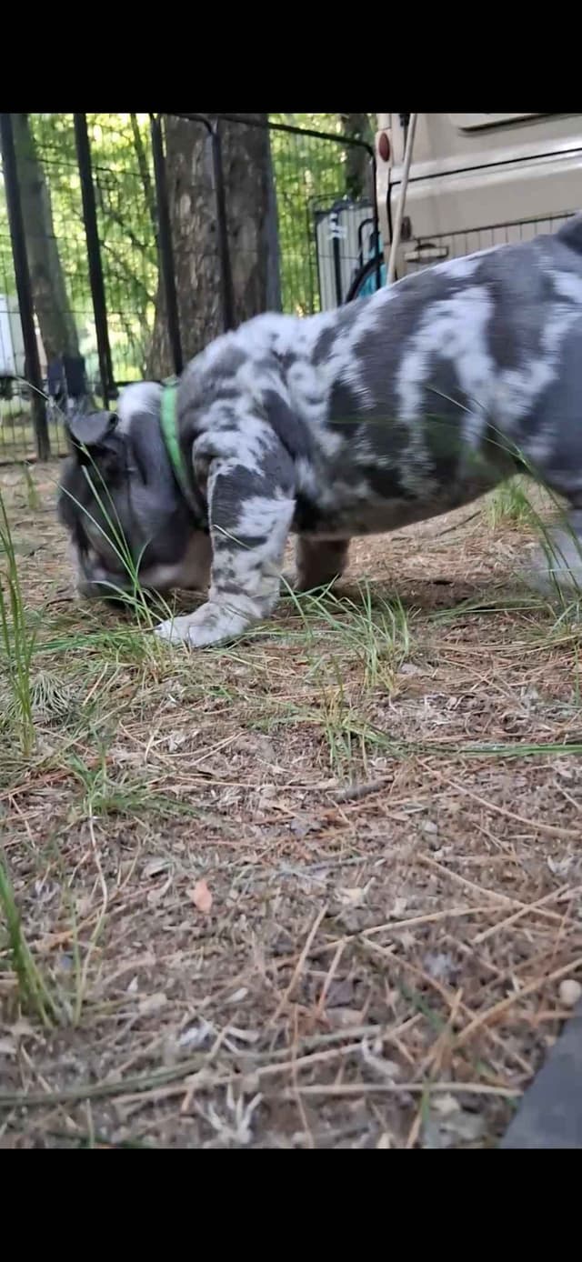 Phenomenal Bulldog Puppies for sale media 13