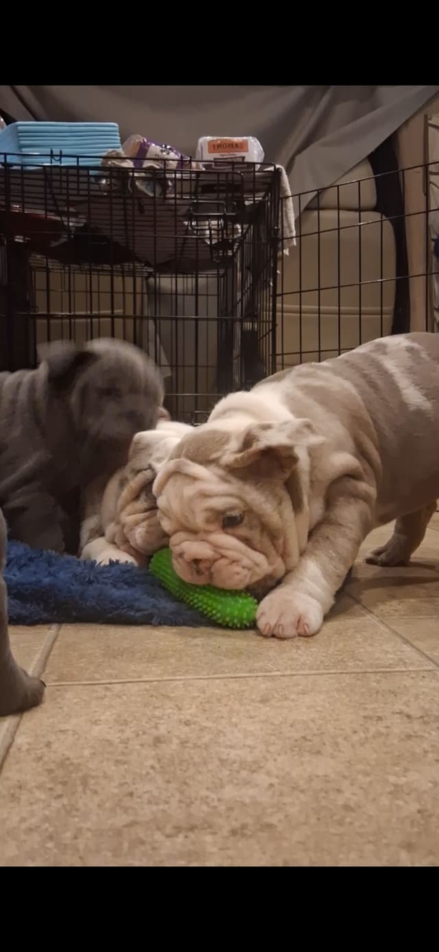 Phenomenal Bulldog Puppies for sale media 6
