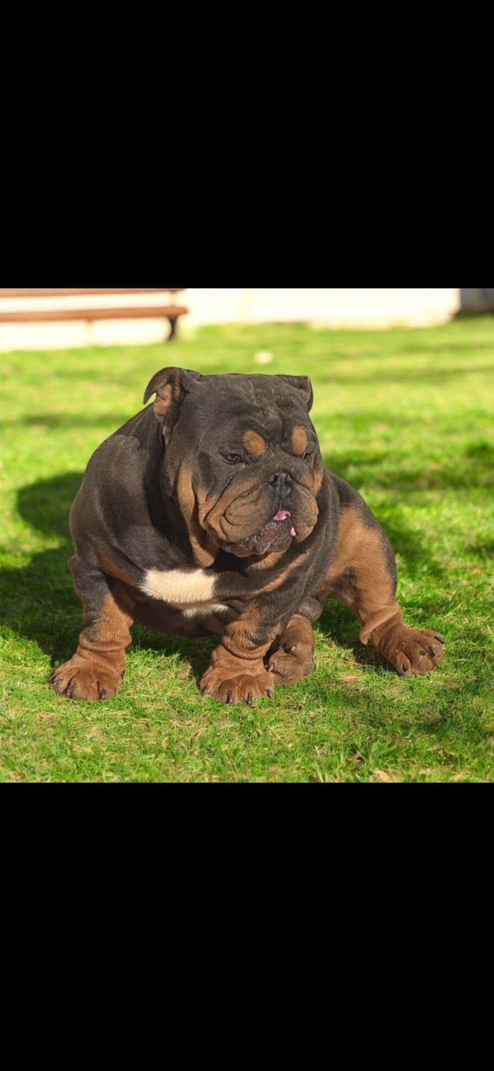 Phenomenal Bulldog Puppies for sale breeder image 7