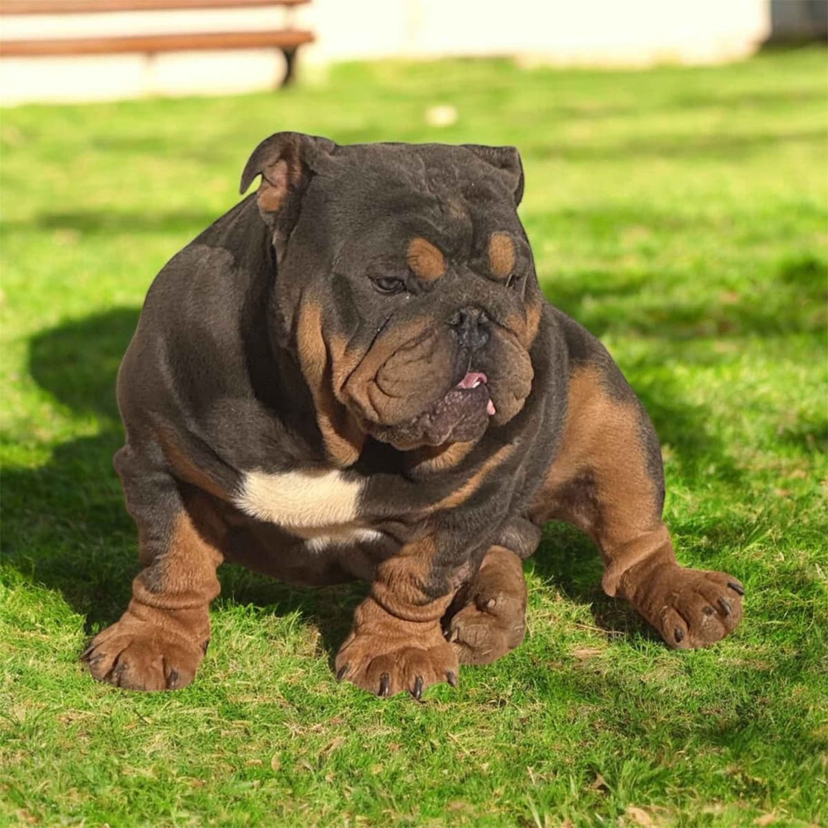 Phenomenal Bulldog Puppies for sale breeder image 8