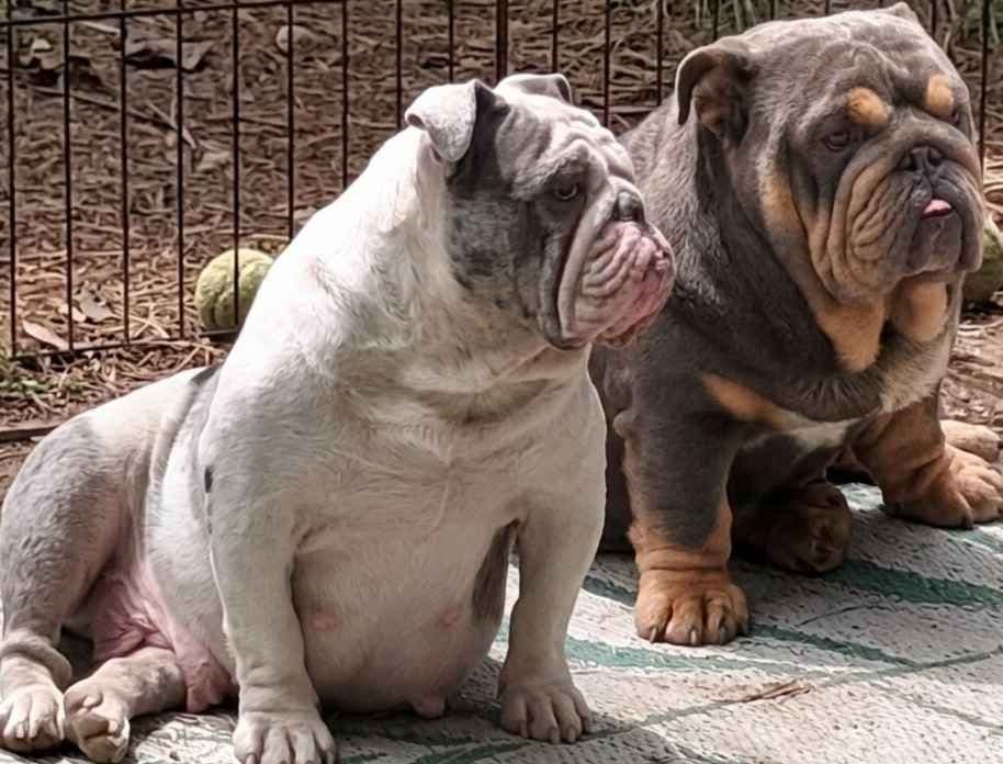 Phenomenal Bulldog Puppies for sale breeder image 9