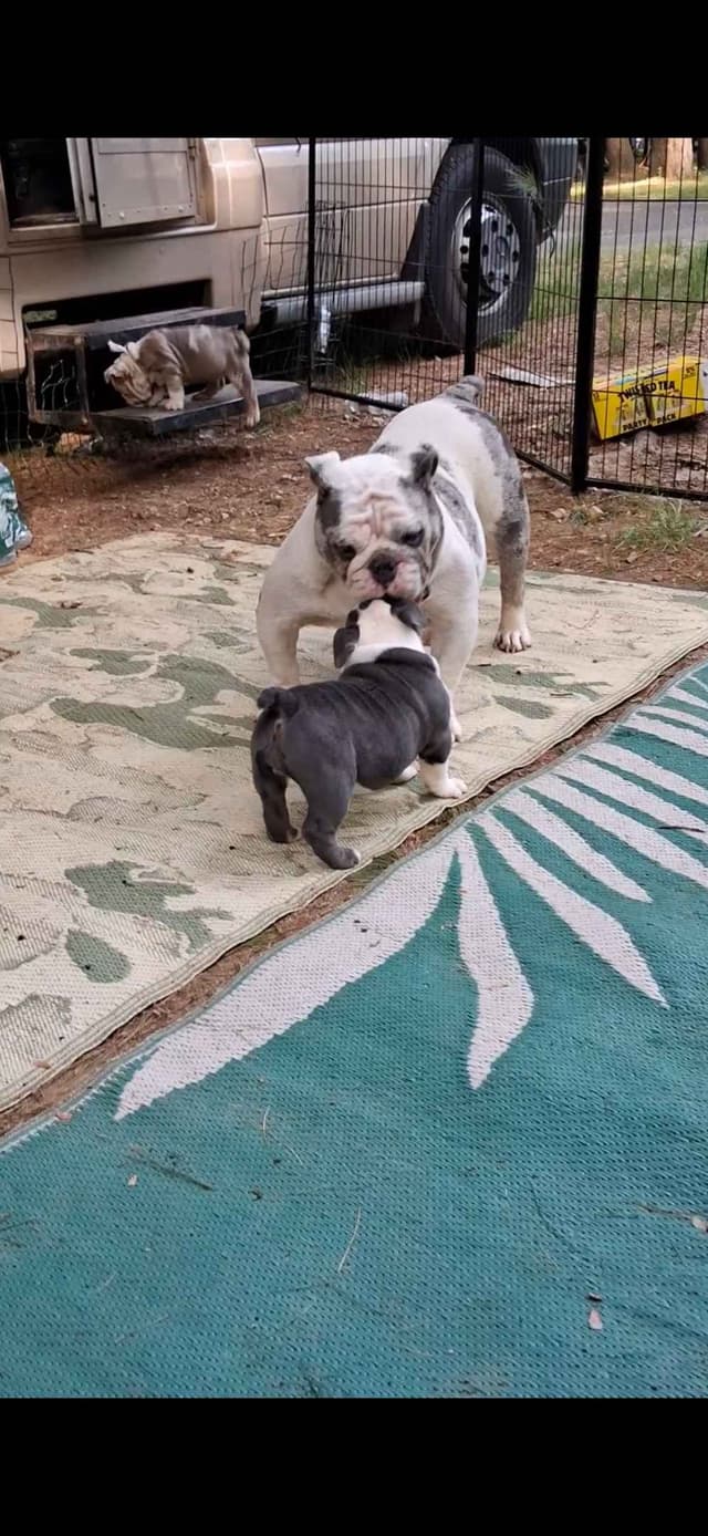 Phenomenal Bulldog Puppies for sale media 3