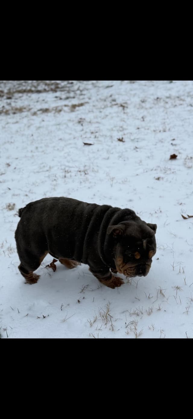 Phenomenal Bulldog Puppies for sale media 26
