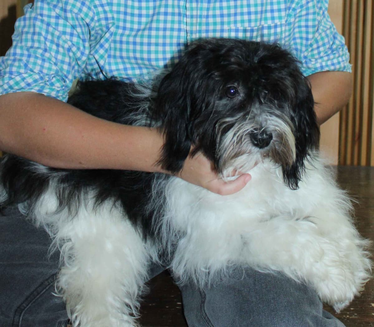 Dunkin breeder image 2