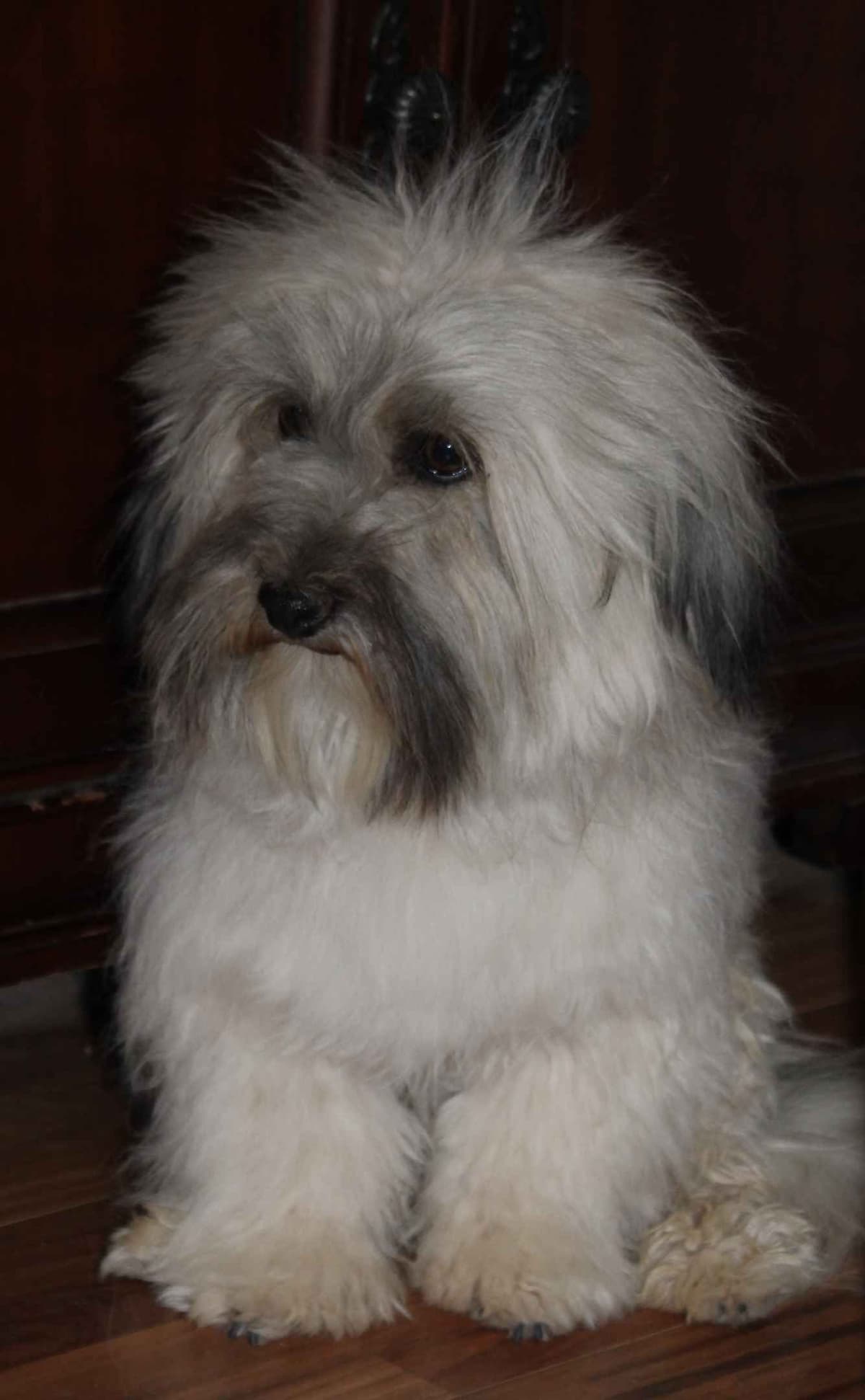 Dunkin breeder image 1