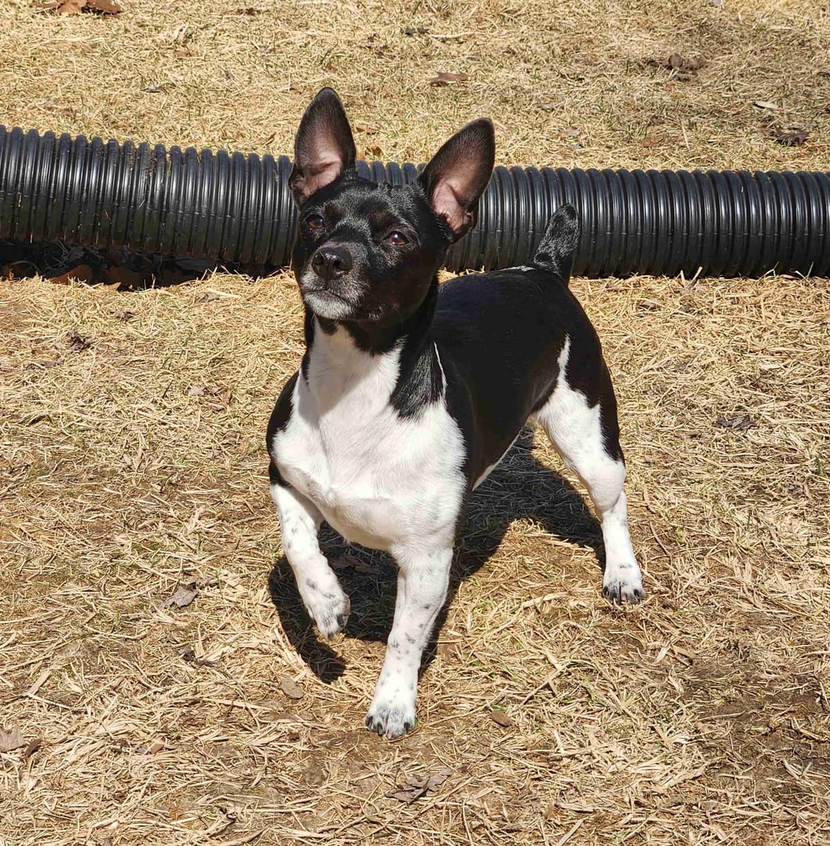 Teddy Roosevelt Terrier Puppies breeder image 1