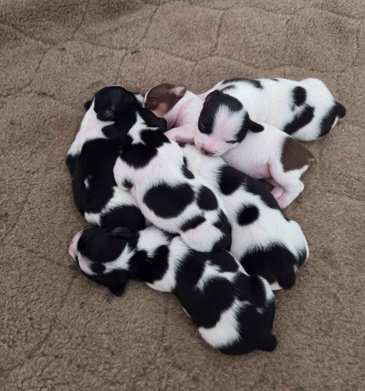 Teddy Roosevelt Terrier Puppies breeder image 3