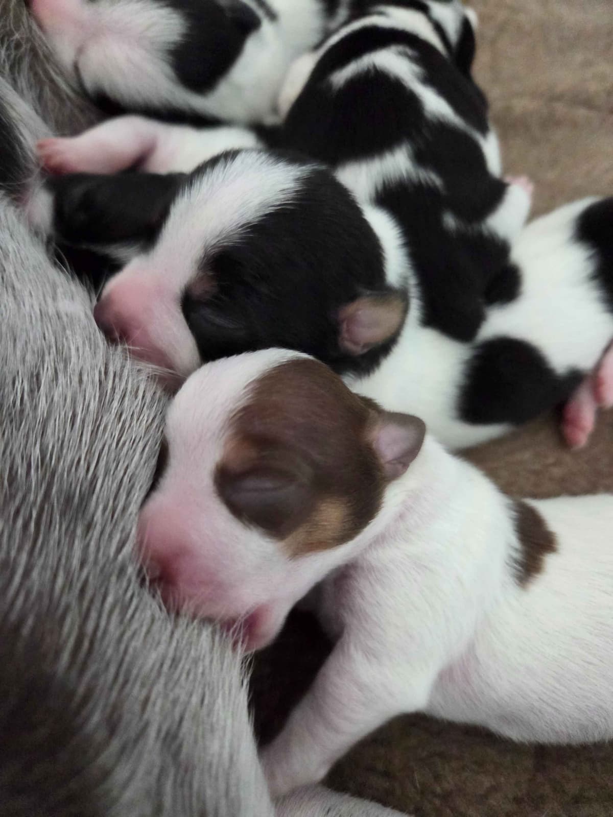 Teddy Roosevelt Terrier Puppies breeder image 4