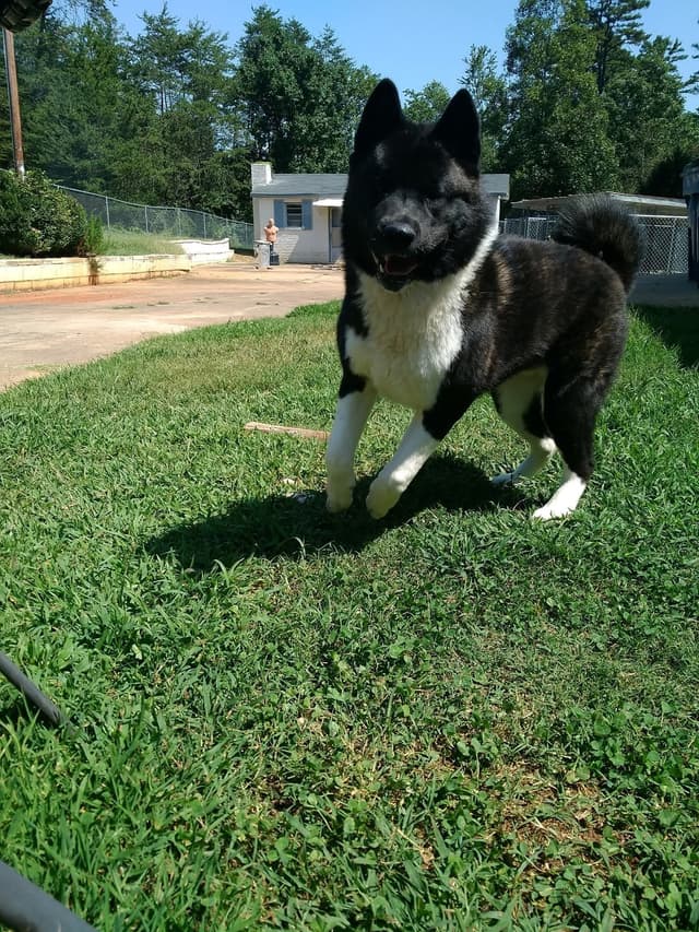 American Akita Puppies media 5