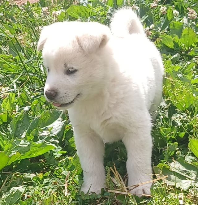 American Akita Puppies media 7