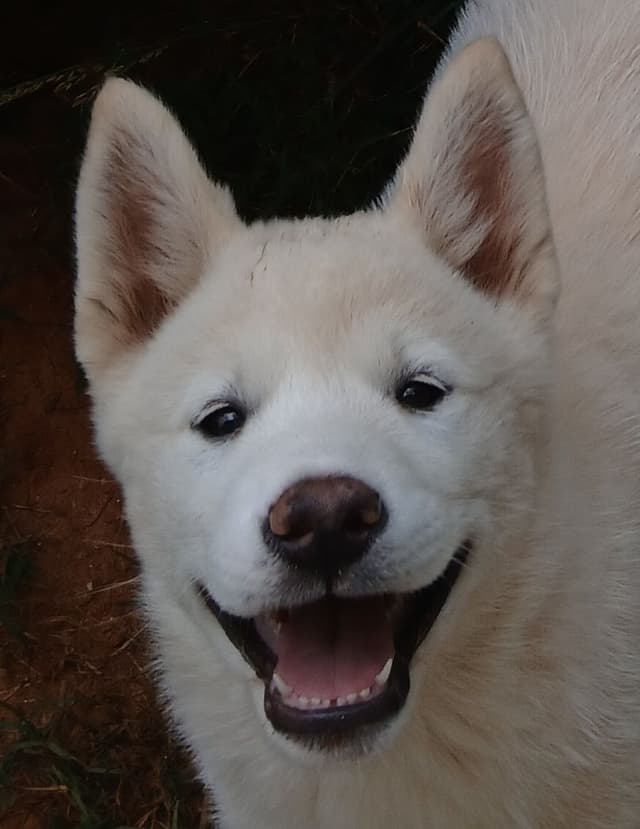 American Akita Puppies media 8