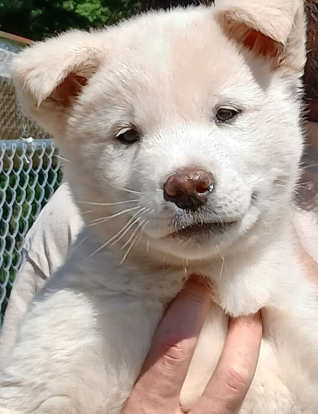 American Akita Puppies media 9