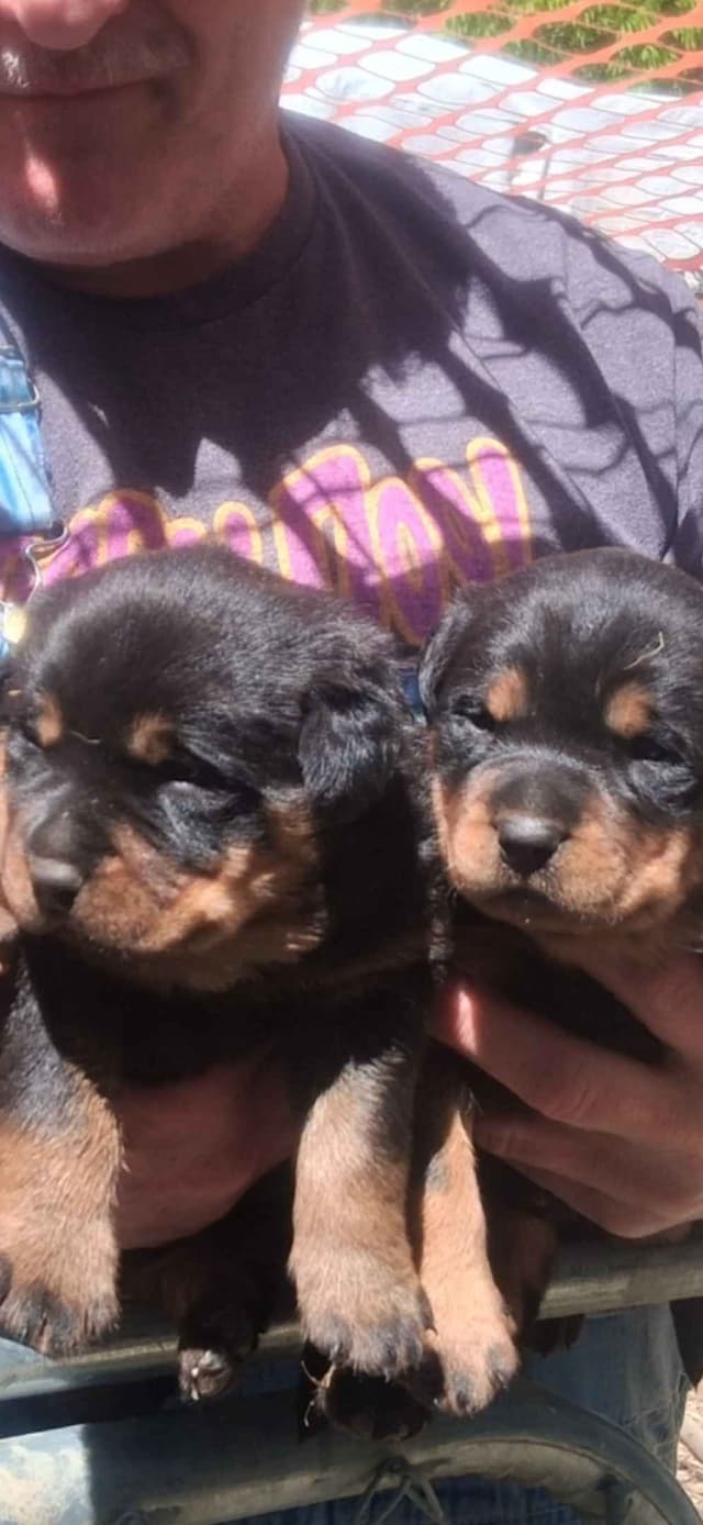 Rottweiler Puppies media 3