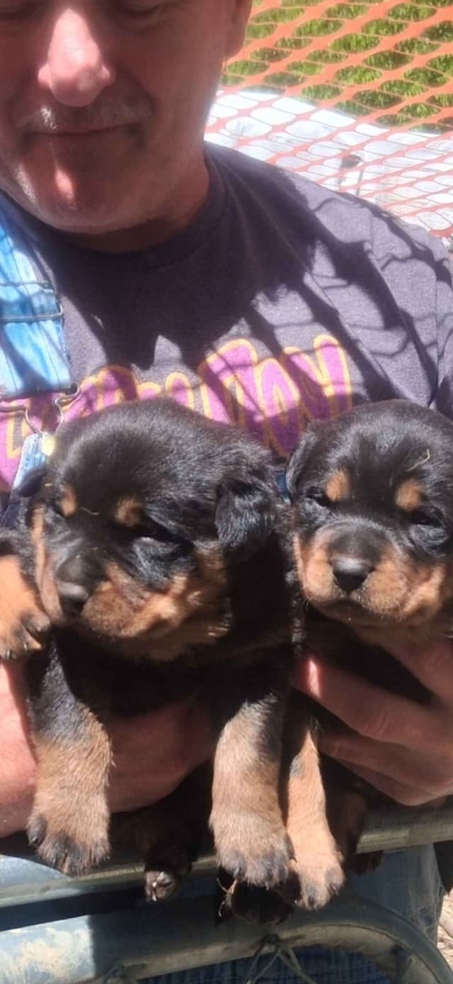 Rottweiler Puppies media 4