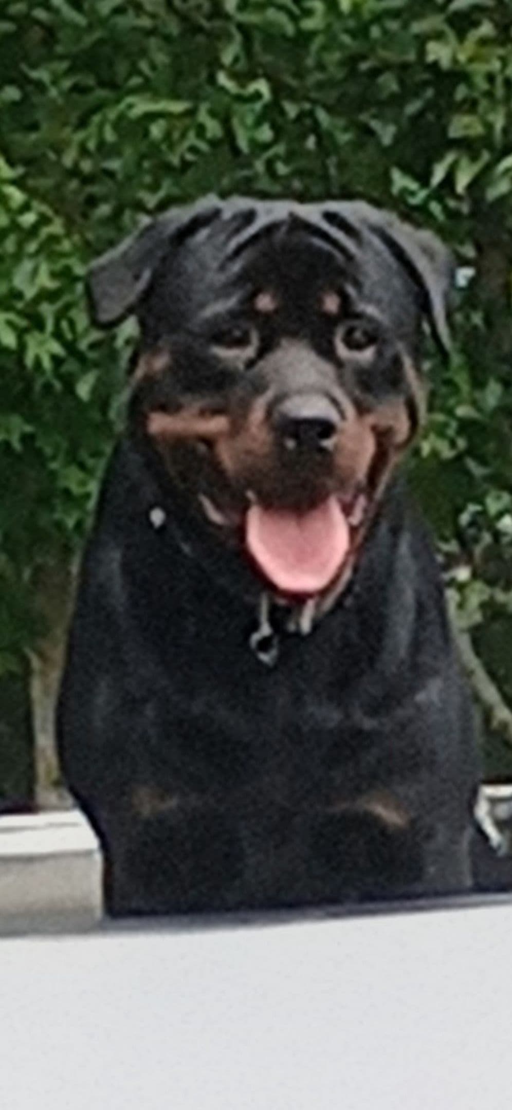 Rottweiler Puppies breeder image 1