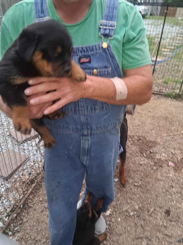 Rottweiler Puppies media 7