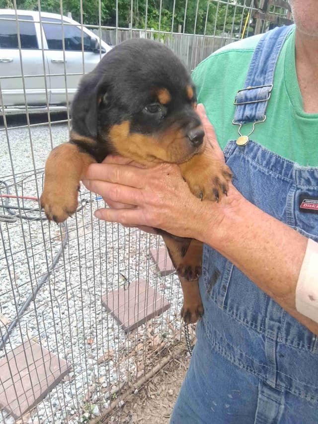 Rottweiler Puppies media 8
