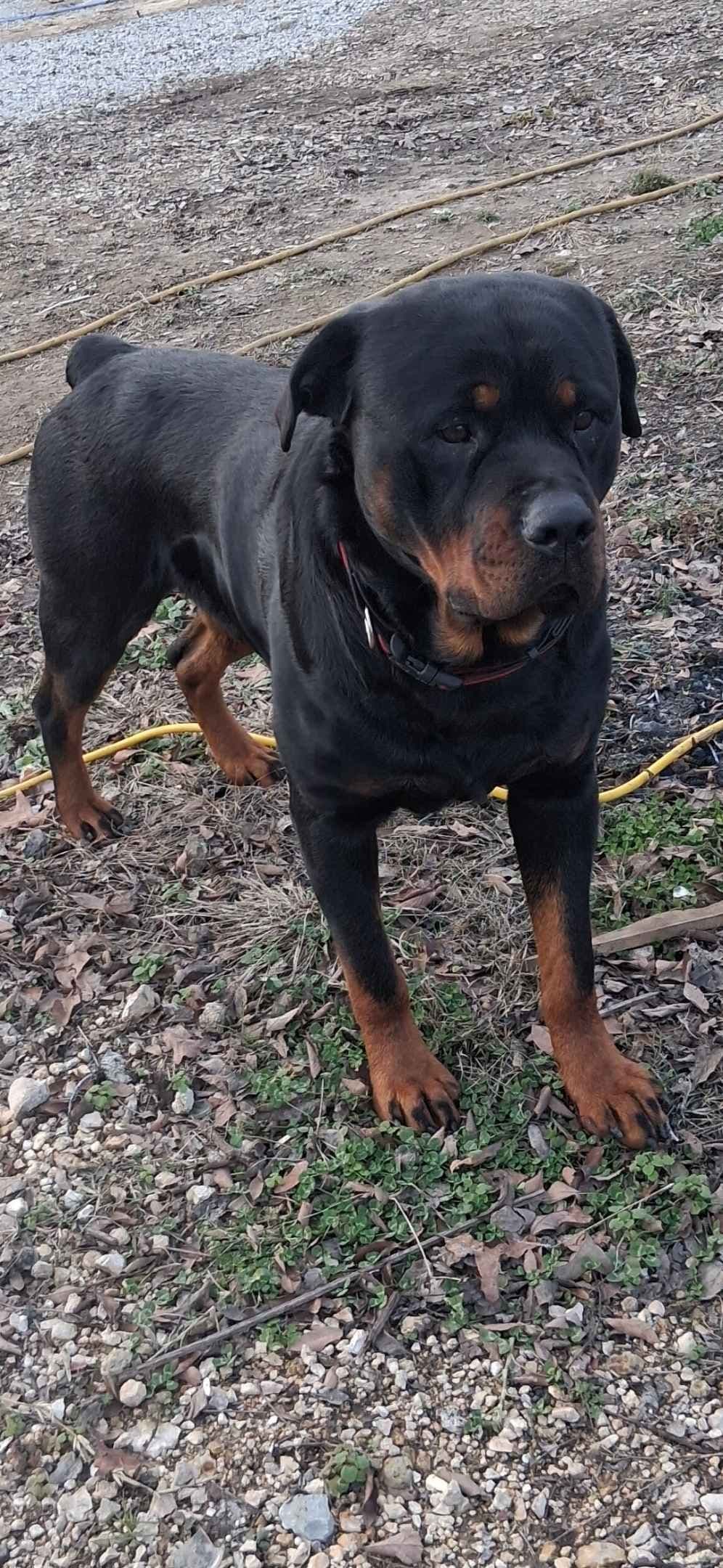Rottweiler Puppies breeder image 2