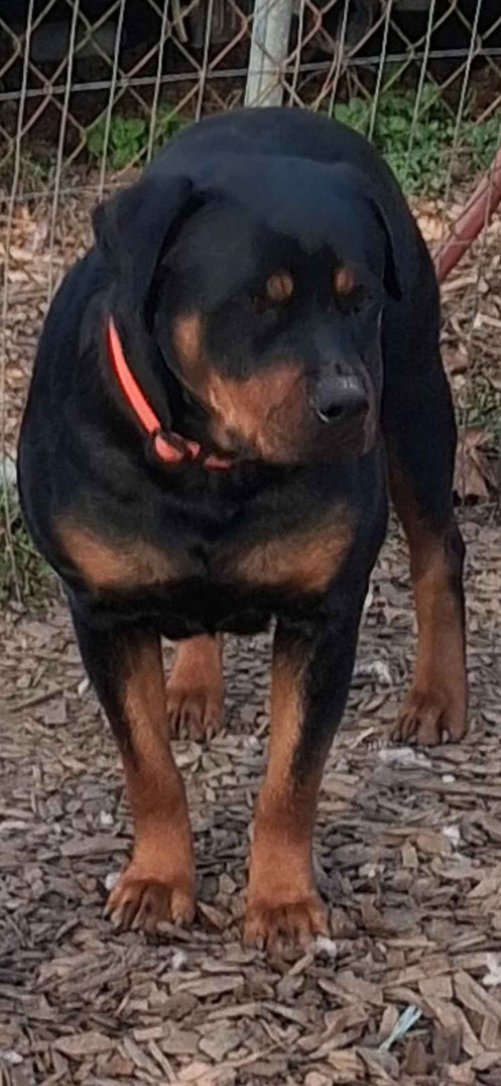Rottweiler Puppies breeder image 3