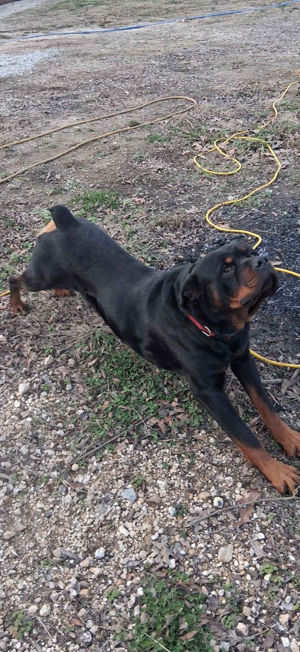 Rottweiler Puppies breeder image 6