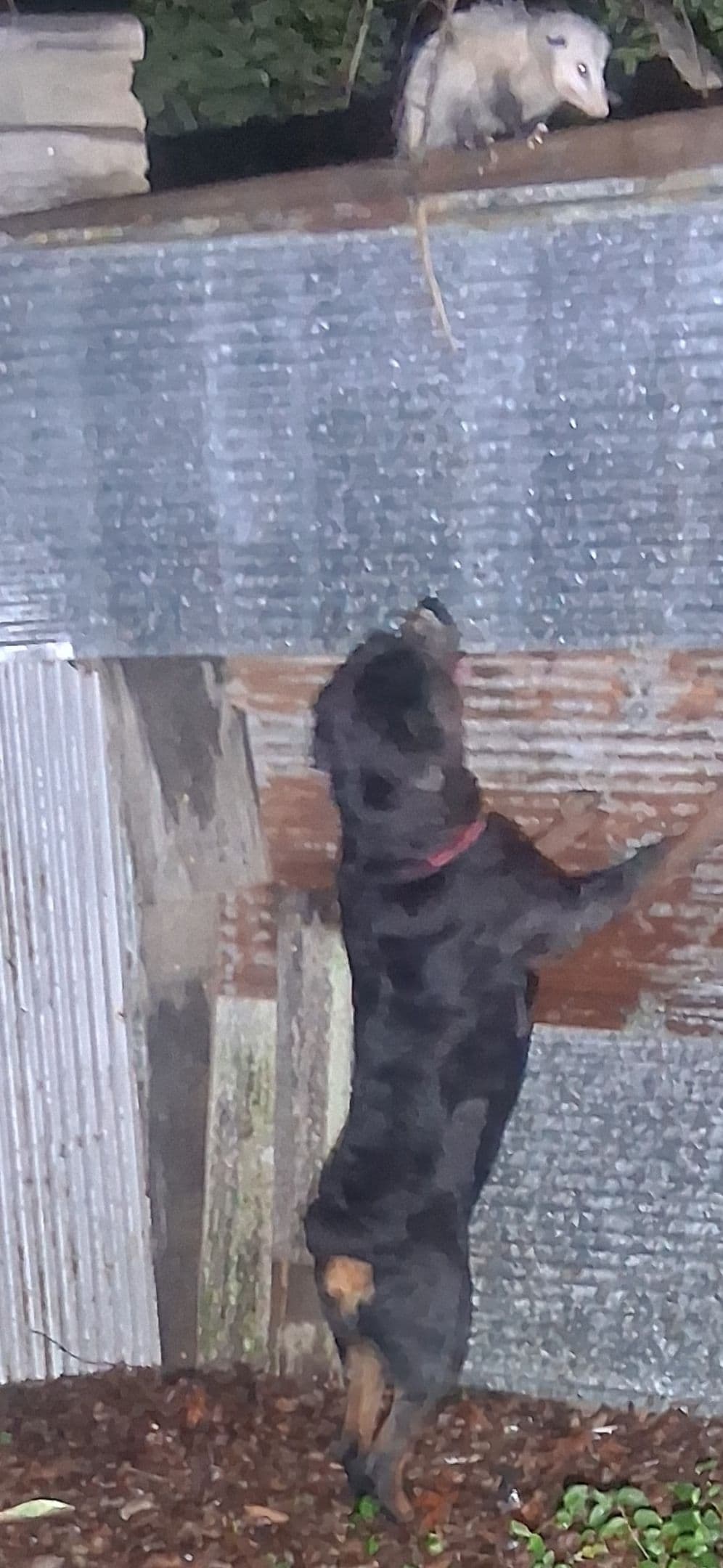 Rottweiler Puppies breeder image 5