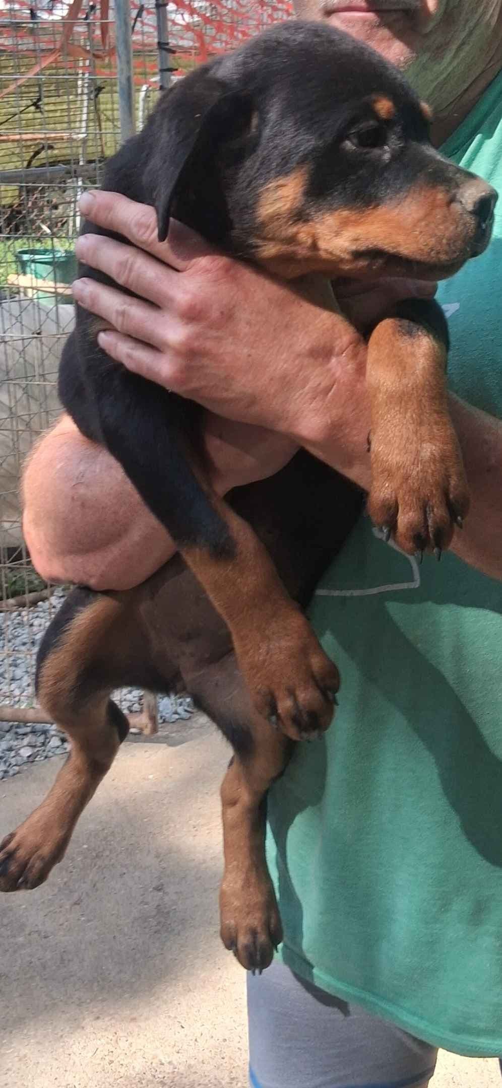 Rottweiler Puppies breeder image 7