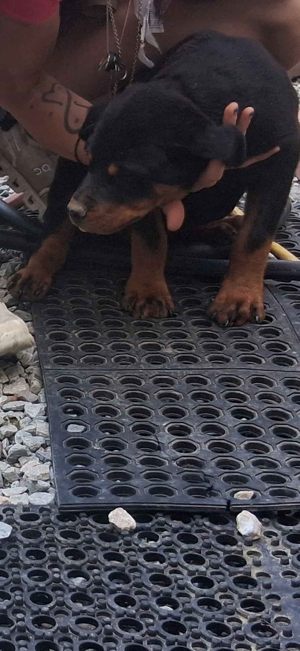 Rottweiler Puppies breeder image 9