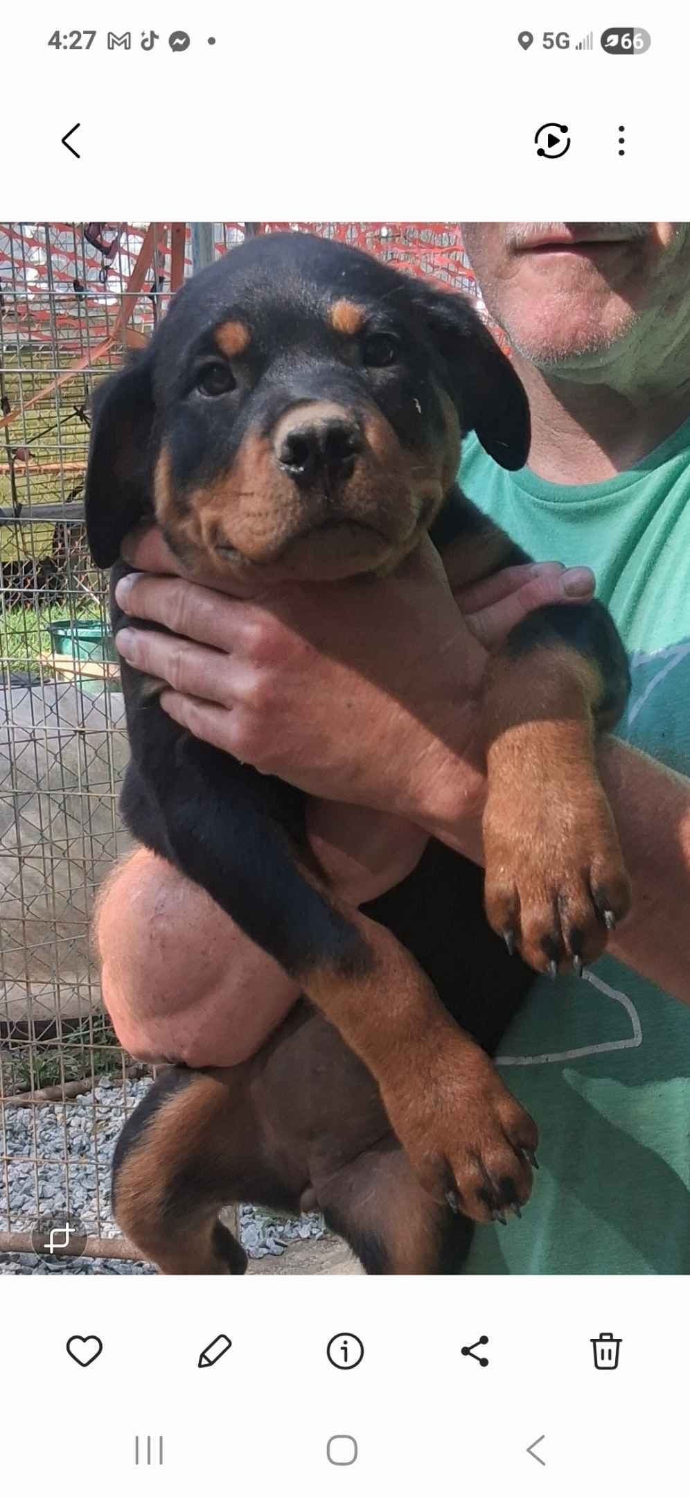 Rottweiler Puppies breeder image 10
