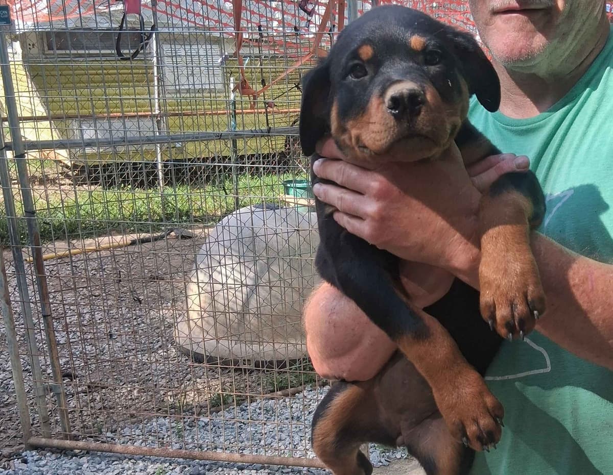 Rottweiler Puppies breeder image 11