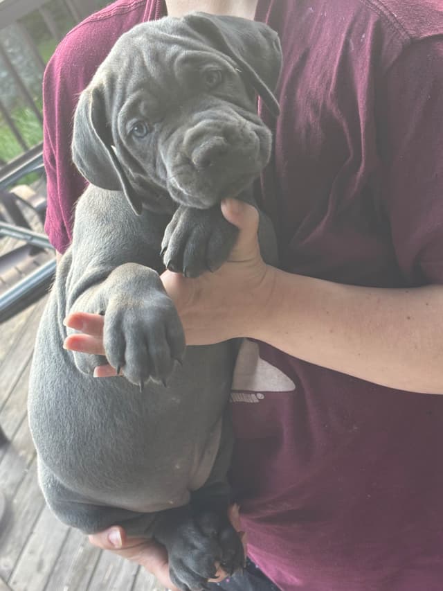 Cane Corso Puppies media 3
