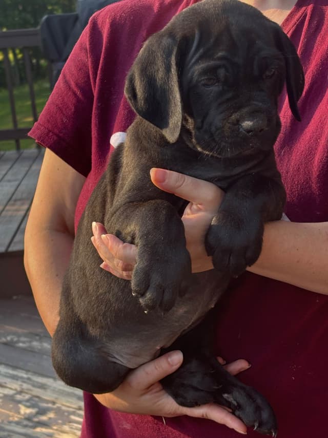 Cane Corso Puppies media 4