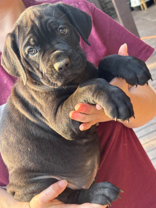 Cane Corso Puppies media 5