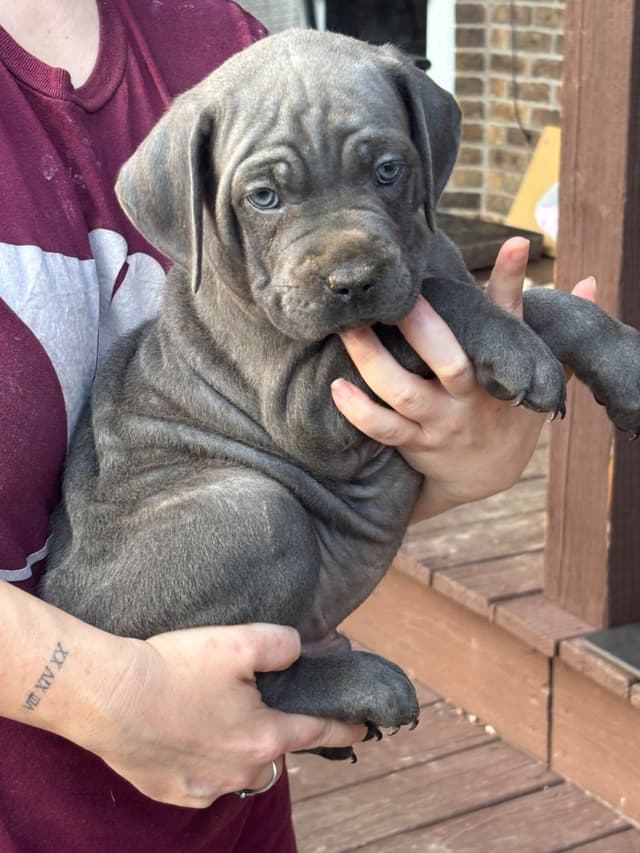 Cane Corso Puppies media 6