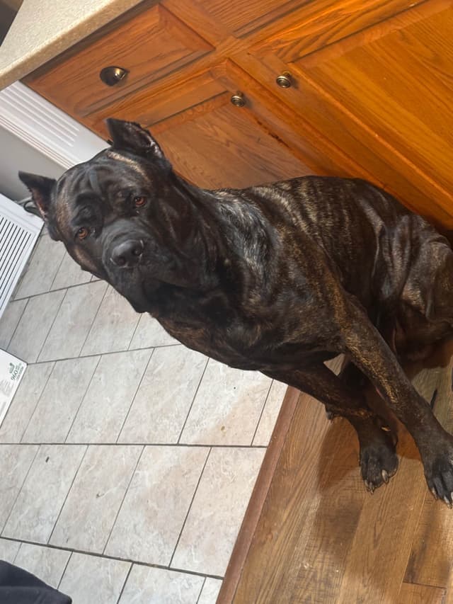 Cane Corso Puppies media 12