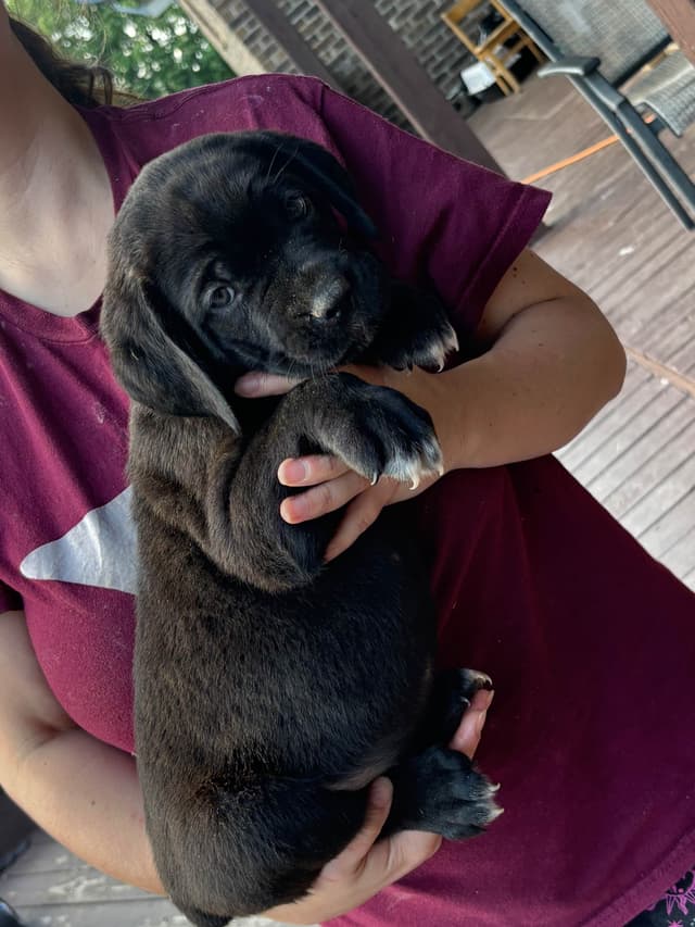 Cane Corso Puppies media 8
