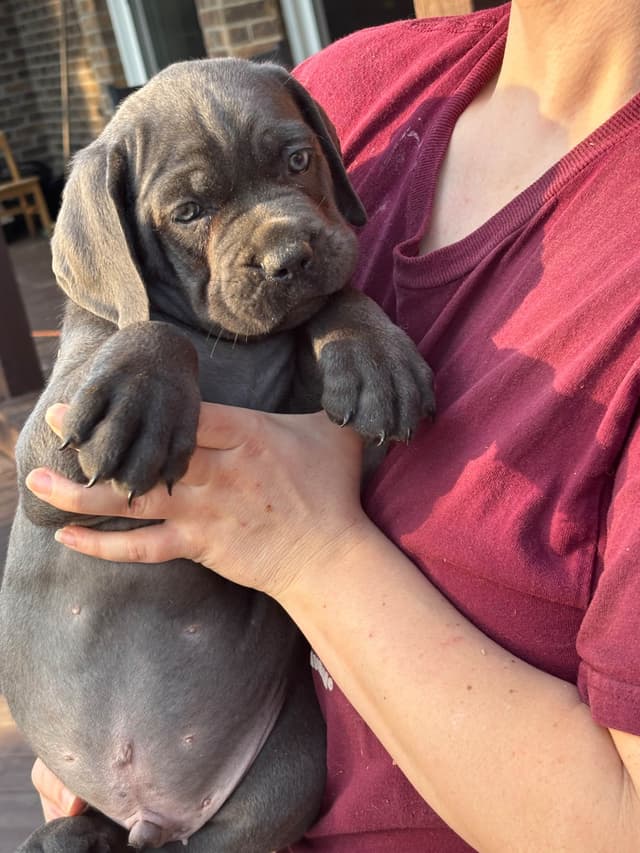Cane Corso Puppies media 9
