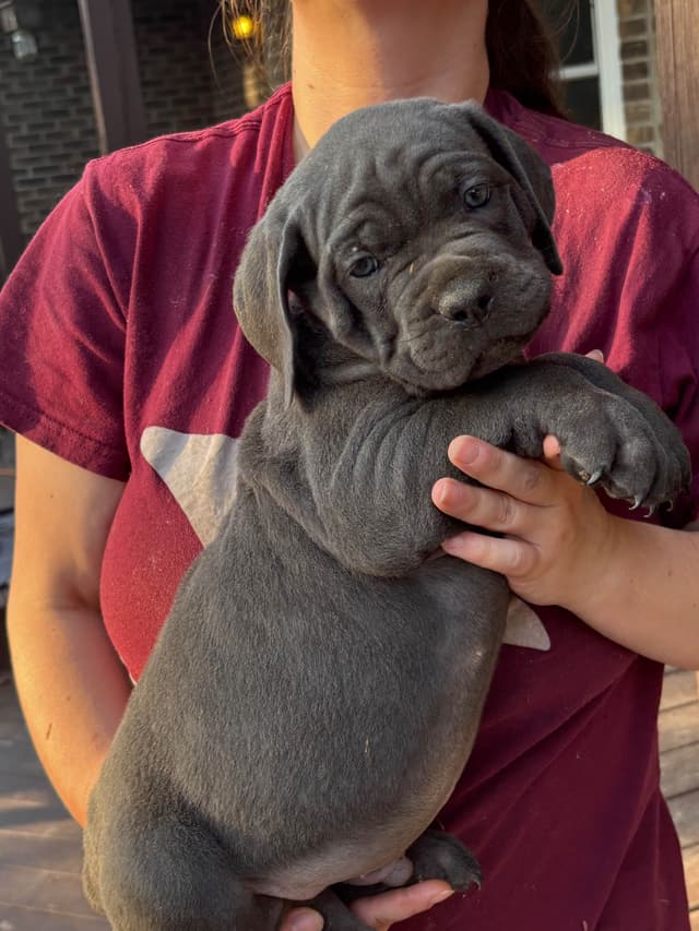 Cane Corso Puppies media 11